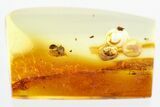 Fossil Ant (Myrmicinae) in Baltic Amber - Enhydro! #328146-1